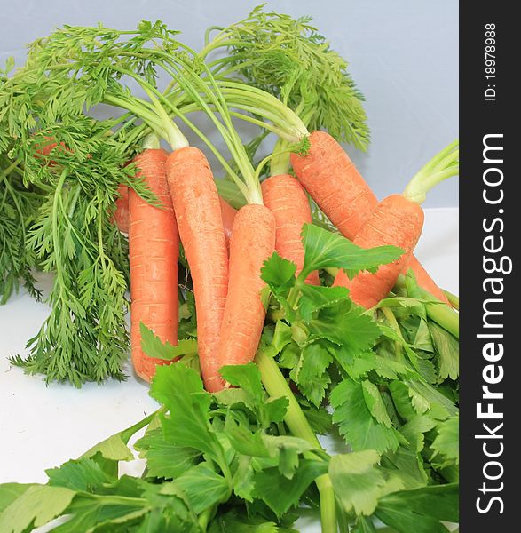 Fresh celery and carrot tops for soup. Fresh celery and carrot tops for soup