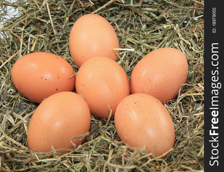 Five eggs in a nest of straw