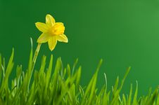 Narcissus Stock Photo Narcissus Stock Photo