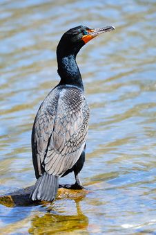 Double Crested Cormorant Royalty Free Stock Images