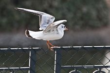 Bird Seagull Sitting On Fence Ready To Takeoff Royalty Free Stock Images