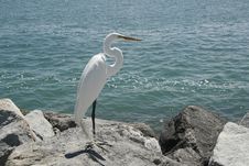 White Heron. Royalty Free Stock Photos