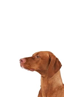 Hungarian Vizsla Dog Close-up Stock Image Hungarian Vizsla Dog Close-up Stock Image
