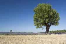 Landscape With Lavender From. Provence Stock Images Landscape With Lavender From. Provence Stock Images