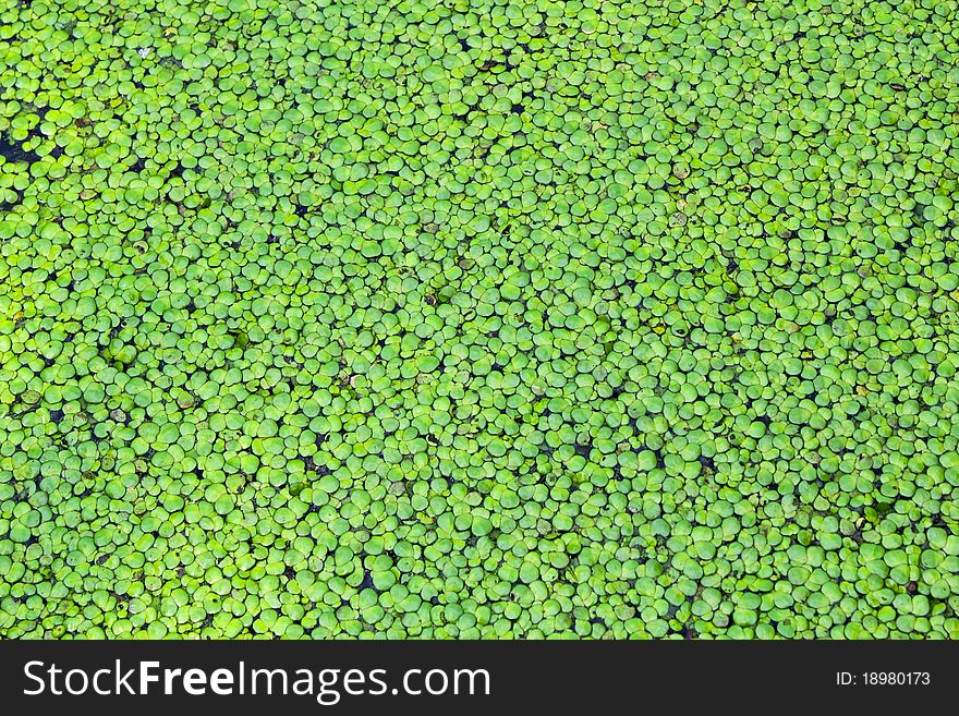 Close up of a floating water weed,duckweed. Close up of a floating water weed,duckweed