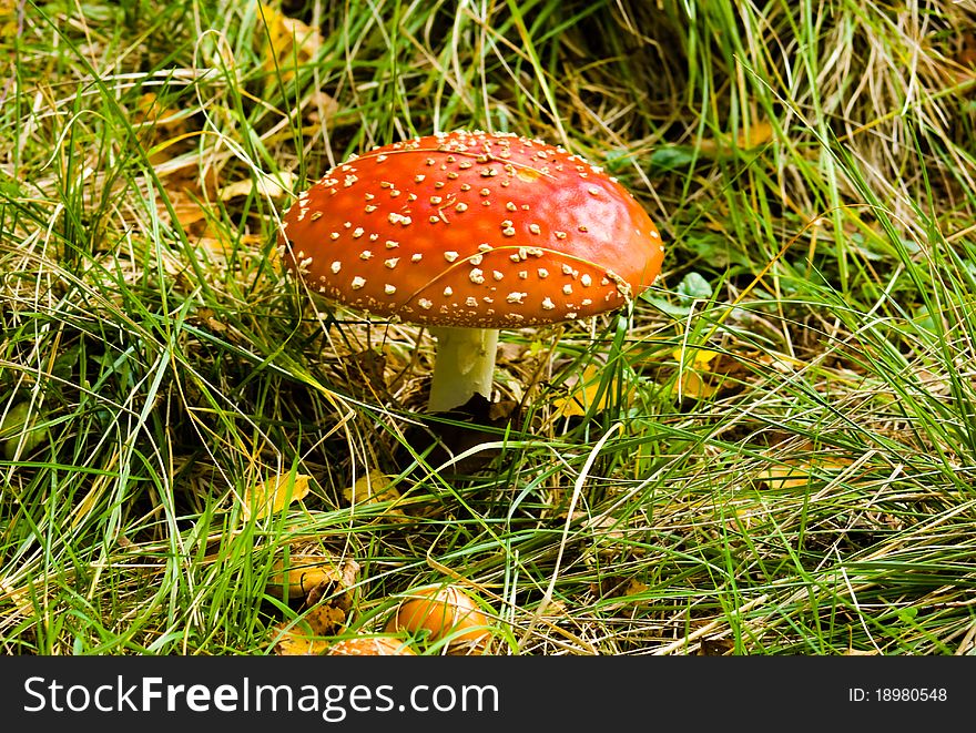 Fly-agaric on the grass
