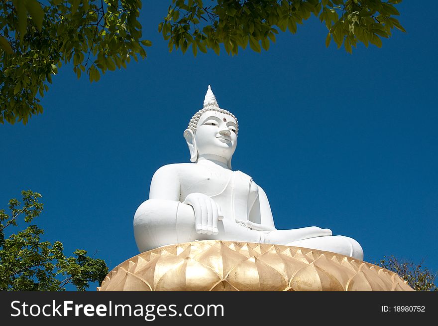 White Buddha image cover tree in the temple