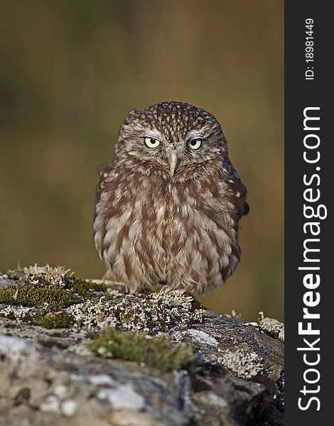 A captive Little Owl sat on a stone wall,with a green background.