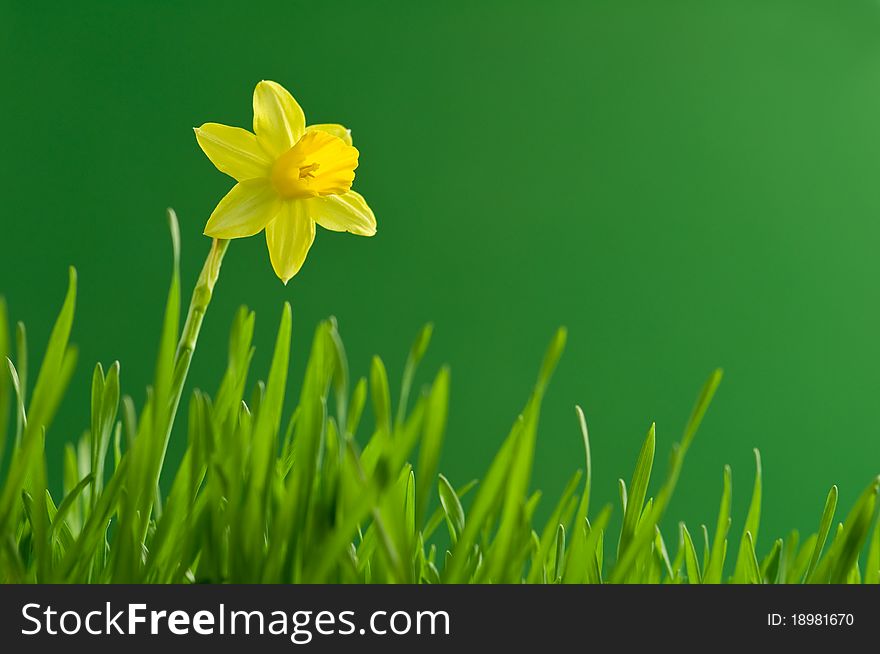 Yellow narcissus on green background