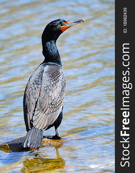 Double Crested Cormorant