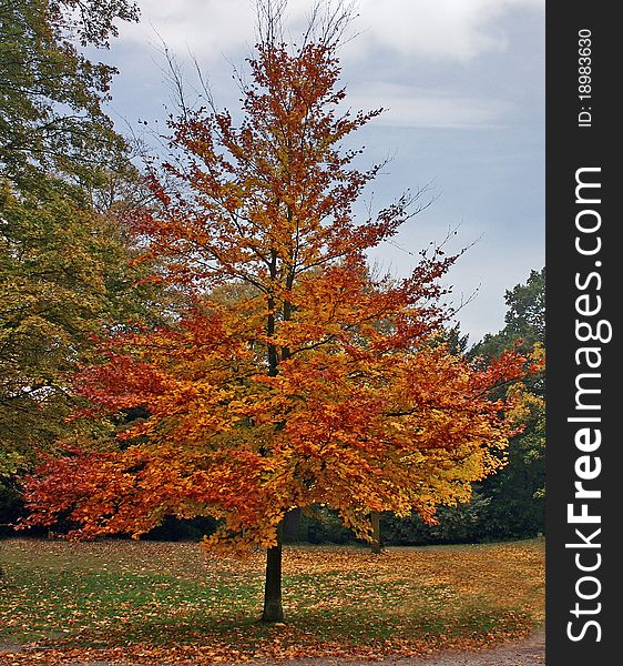 A red and golden tree in mid Autumn. A red and golden tree in mid Autumn