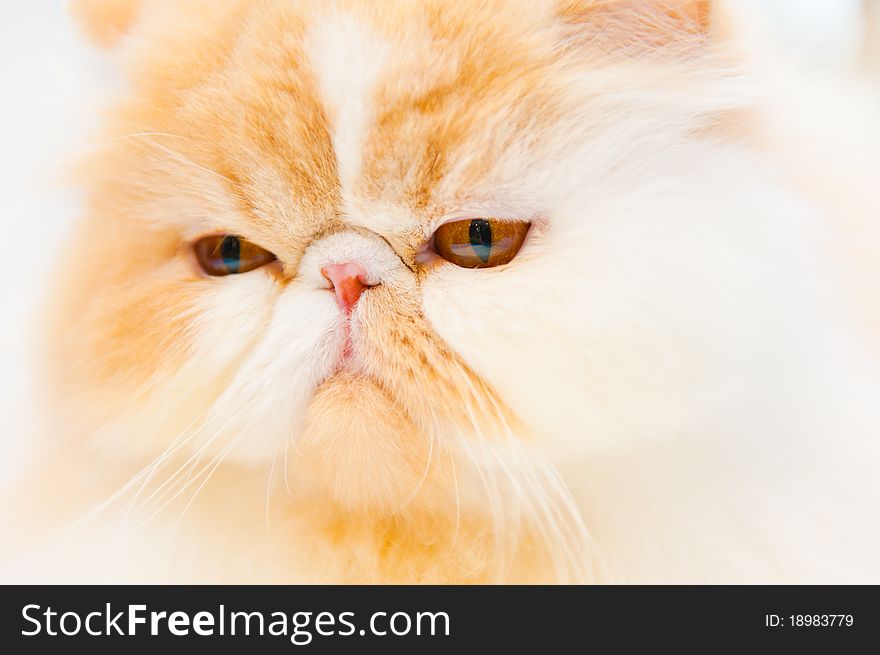Pedigree cat muzzle macro image