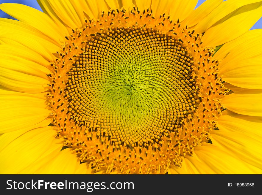 A Closeup of the sunflower image background. A Closeup of the sunflower image background