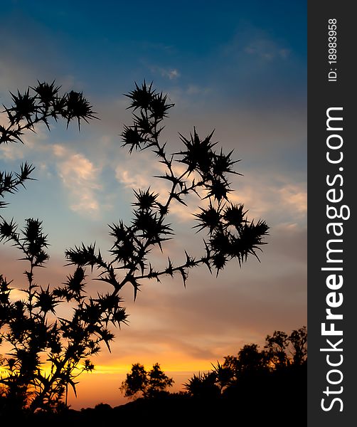 Sunset and the silhouette of spiny plants. Sunset and the silhouette of spiny plants