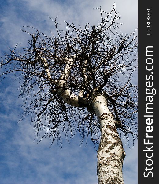 Old death birch and sky. Old death birch and sky