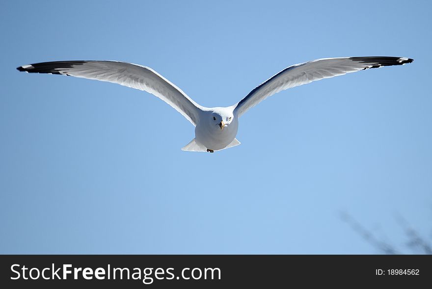 Seagull In Flight