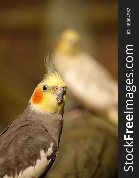 Portrait of a beautiful Cockatiel, Nymphicus hollandicus, Bird, Quarrion, Weiro, cockatoo