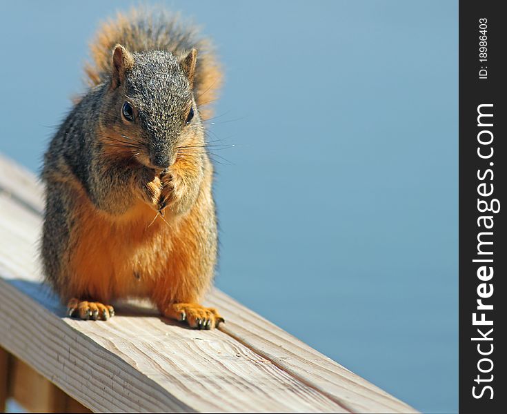 Fox squirrel on haunches on wooden banister with blue background