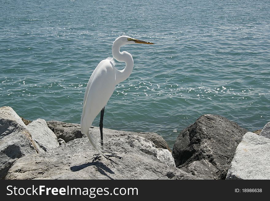 White heron standing on a rock. White heron standing on a rock