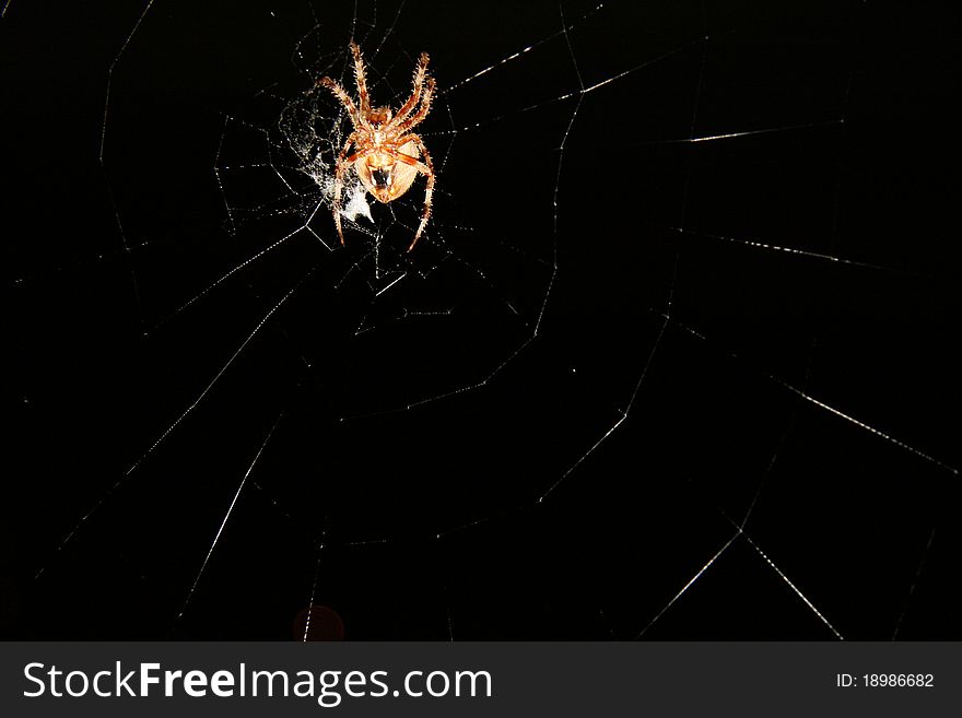 Spider and web at night. Spider and web at night.