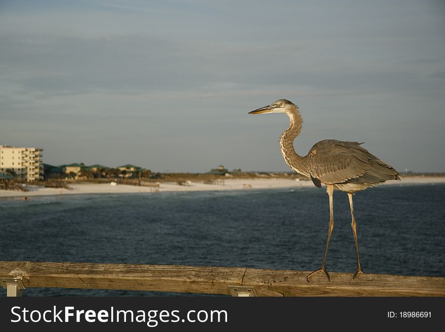 Heron observing people on pier. Heron observing people on pier.