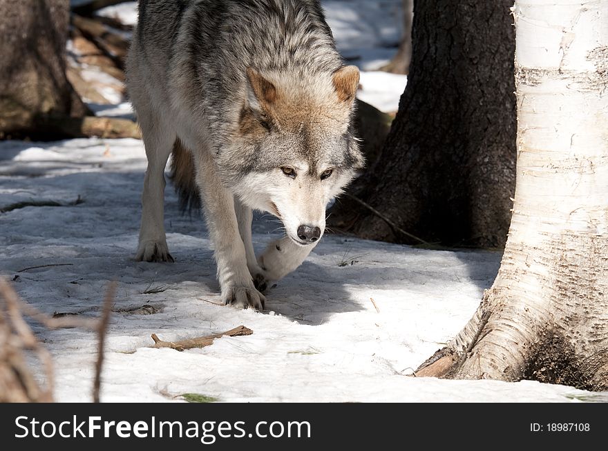 Wolf walking in the woods in winter