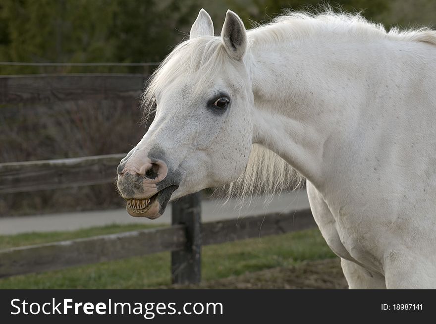 Smiling White Arabian Horse