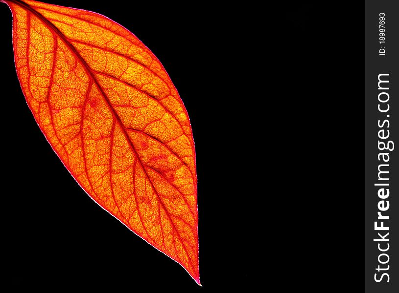 Red Leaf