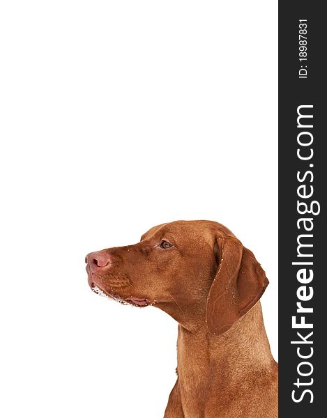 A close-up shot of a Hungarian Vizsla dog with snow on its chin and a grey sky in the background. Selective focus. A close-up shot of a Hungarian Vizsla dog with snow on its chin and a grey sky in the background. Selective focus.