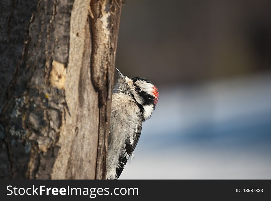 A downy woodpecker (Picoides pubescens) feeds on a dead tree trunk in winter. A downy woodpecker (Picoides pubescens) feeds on a dead tree trunk in winter.