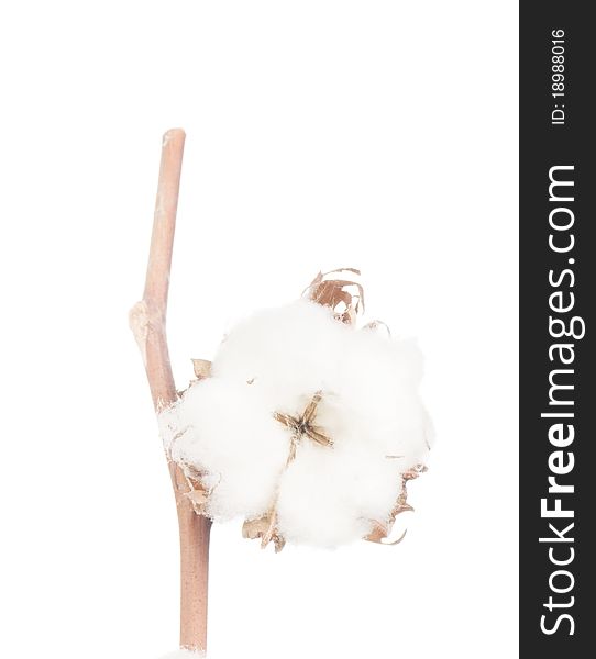 Cotton flower details isolated on white. Cotton flower details isolated on white