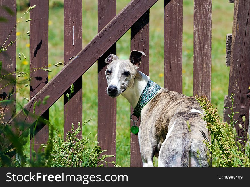 A pretty brindle and white whippet standing at the fence. A pretty brindle and white whippet standing at the fence.