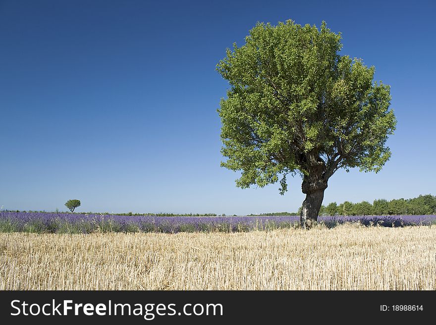 Landscape With Lavender From. Provence