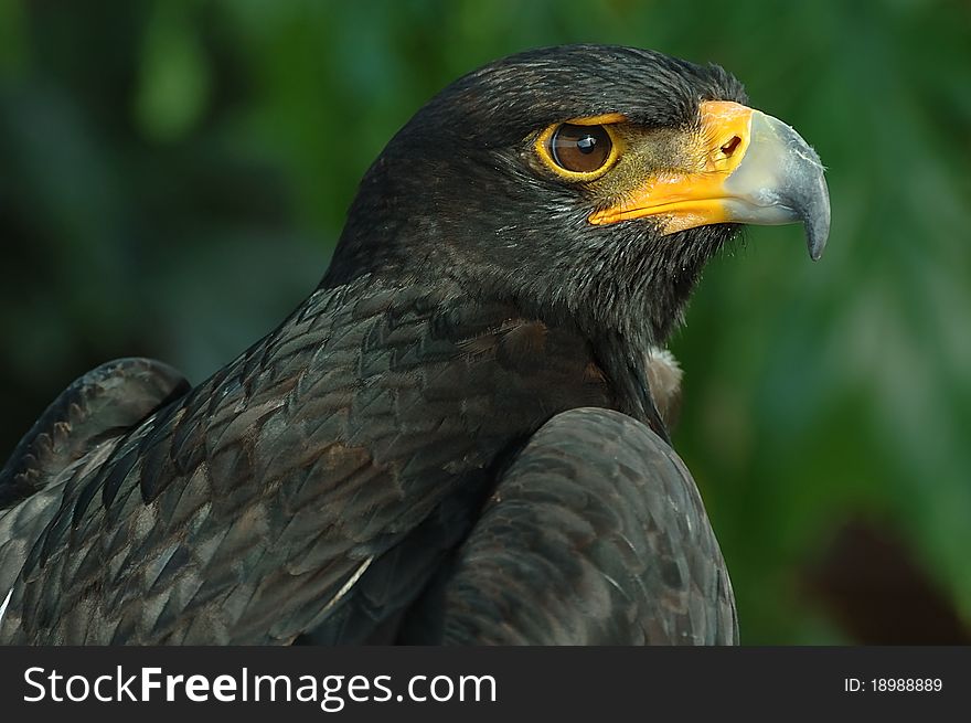 Verreaux's eagle also known the Black eagle.