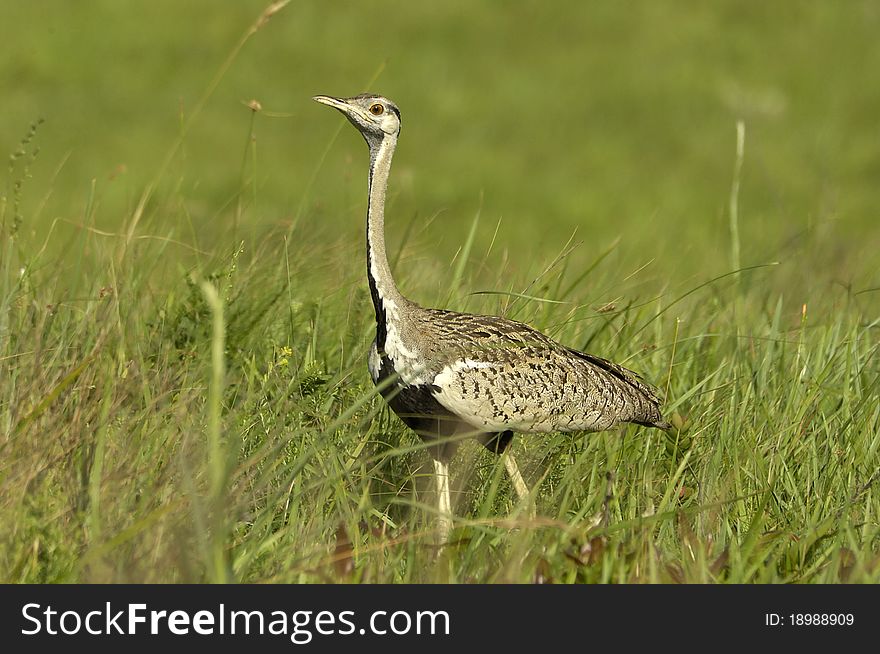 Black-bellied Bustard