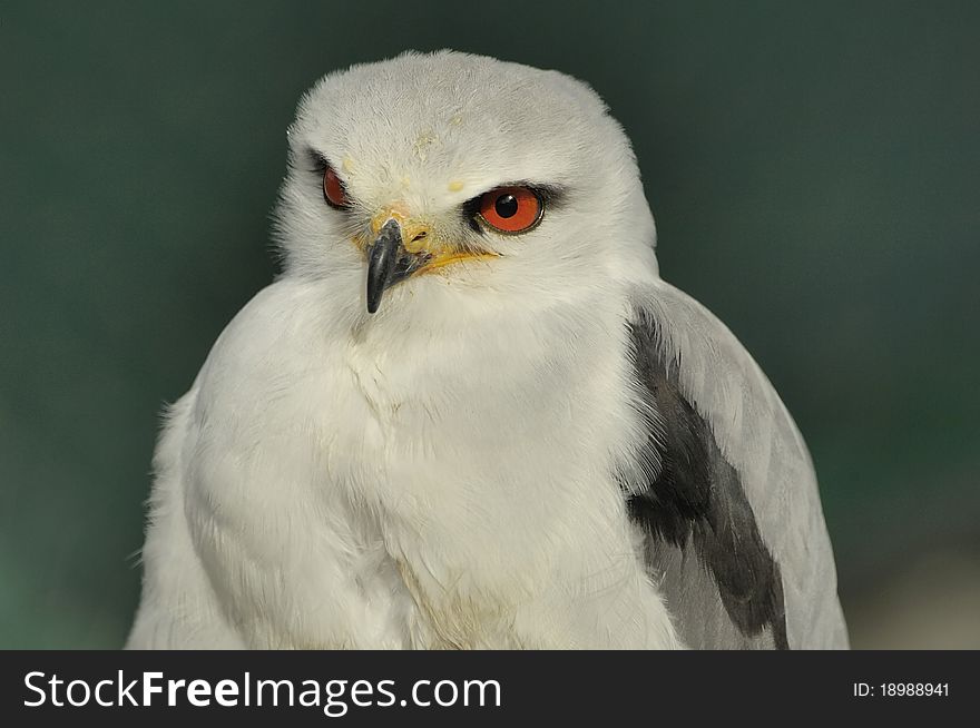 Black-shouldered kite