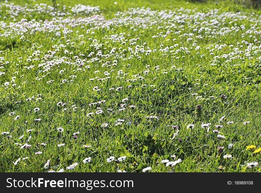 Nice meadow with little flowers