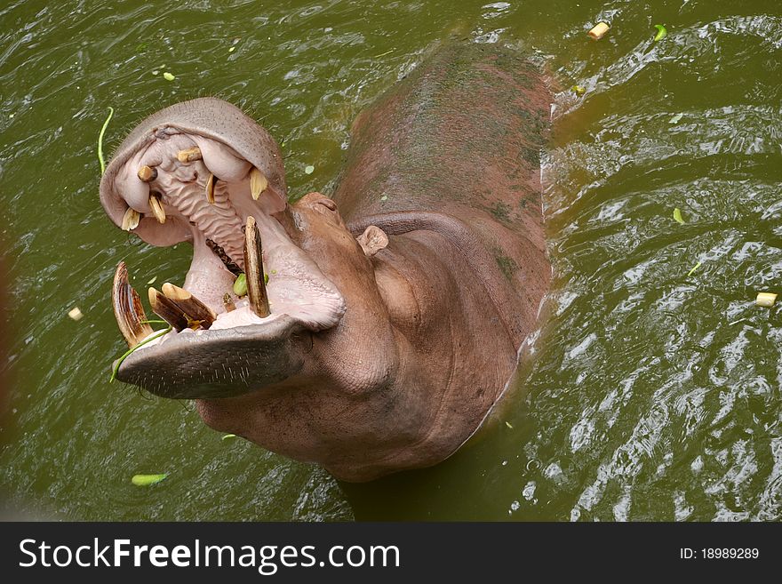 This hippopotamus is eating vegetable from feeder. This hippopotamus is eating vegetable from feeder.