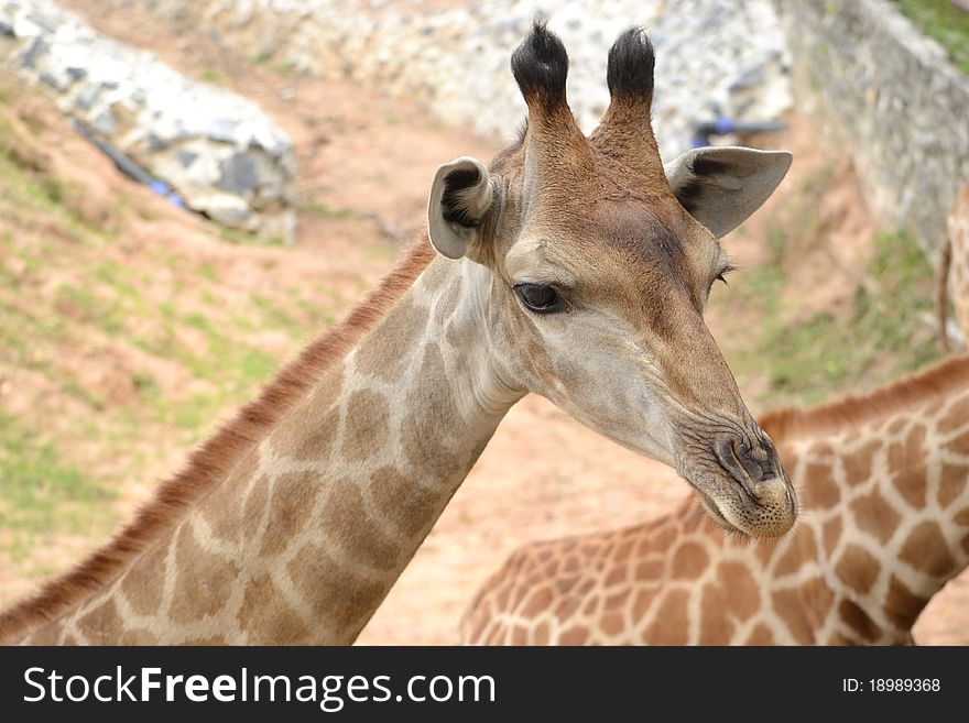 Little Giraffe stand with another one and is waiting for feeder. Little Giraffe stand with another one and is waiting for feeder.