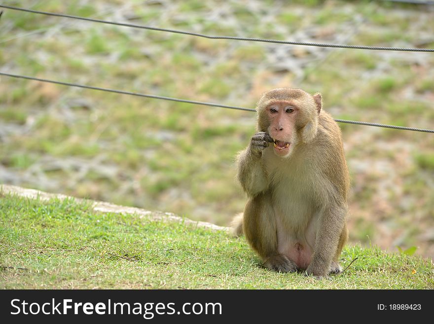 This monkey is eating something.