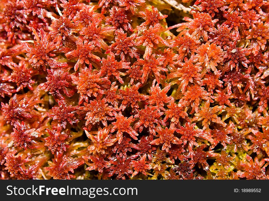 Red moss close up as background