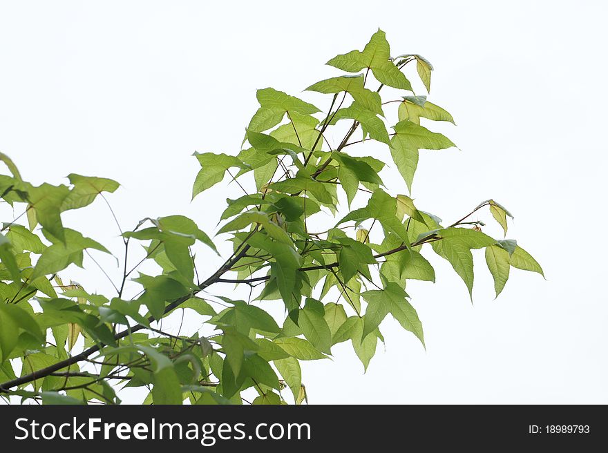 The green Liquidambar leaf under sunshine. The green Liquidambar leaf under sunshine