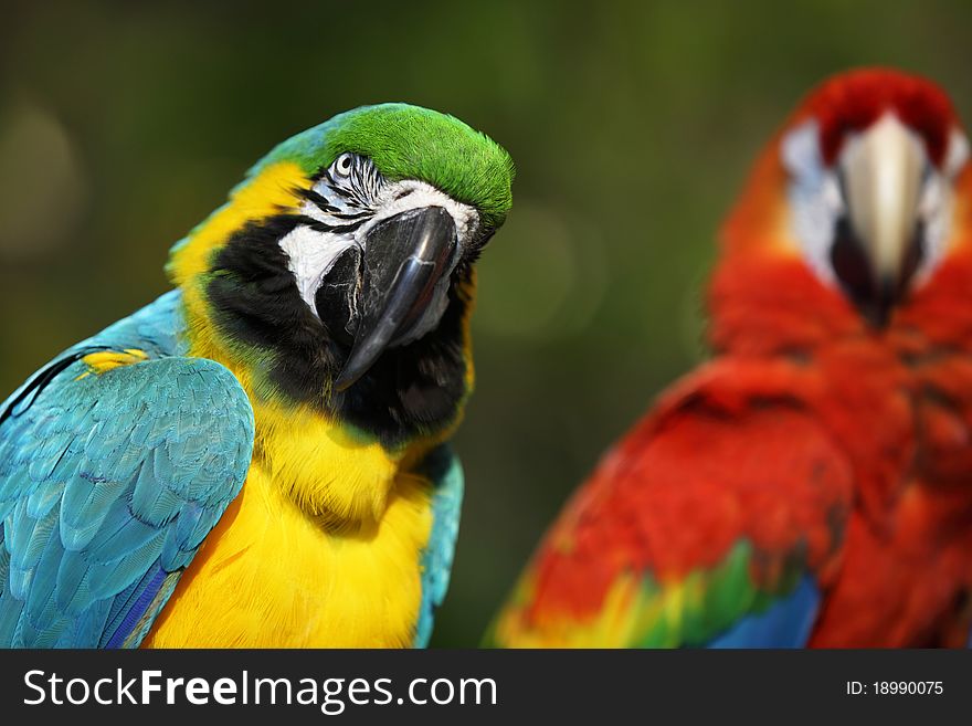 Macaw birds in the vibrant city. Macaw birds in the vibrant city