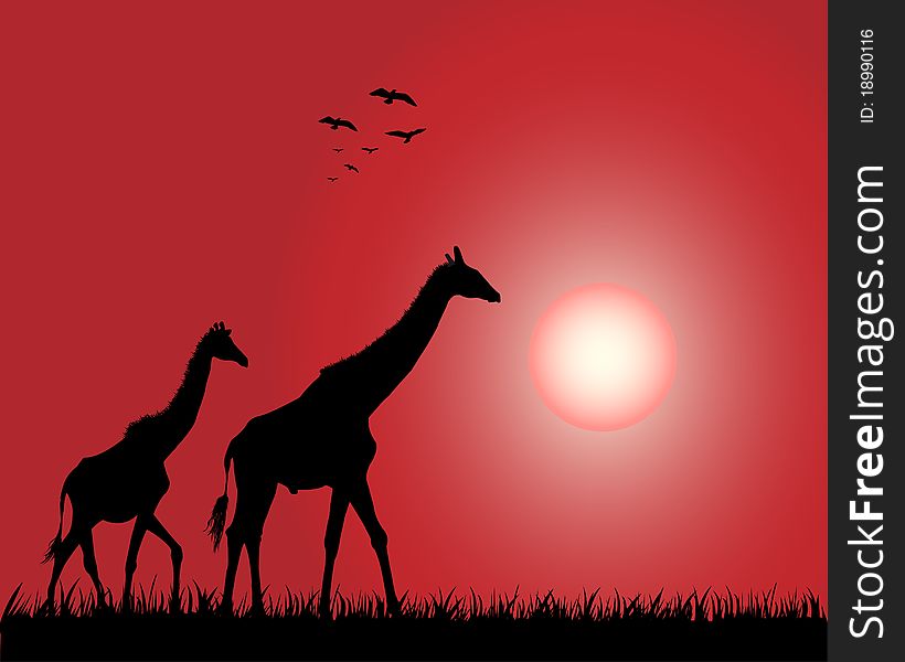 Illustration of the giraffes on the decline