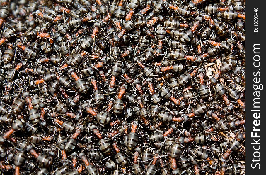 A group of ants, working at their anthill. A group of ants, working at their anthill.