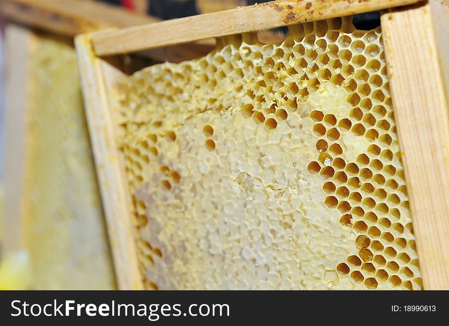 Honeycomb In The Wooden Frame