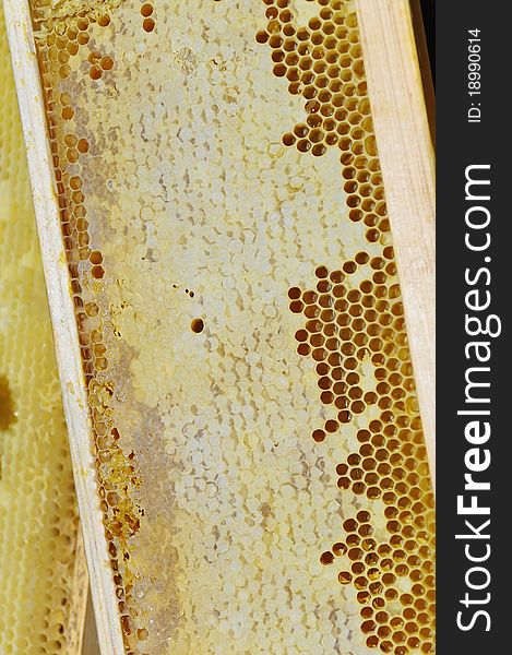 Honeycomb in the wooden frame