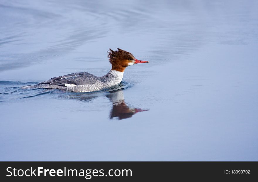 Great Crested Grebe ( Podiceps Cristatus )