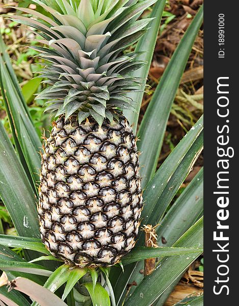 The pineapple is growed in prachuabkirikhan province of thailand