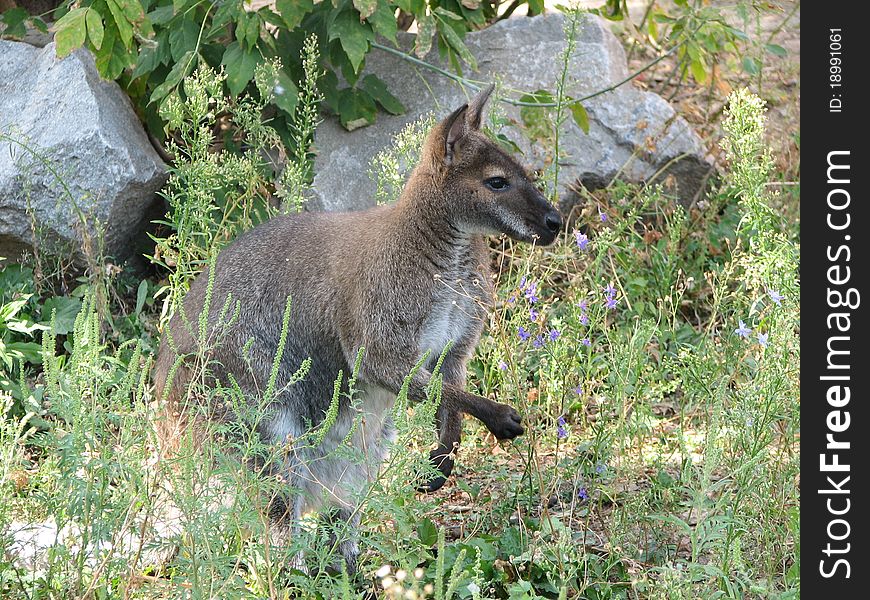 Closeup of a kangaroo in the grass